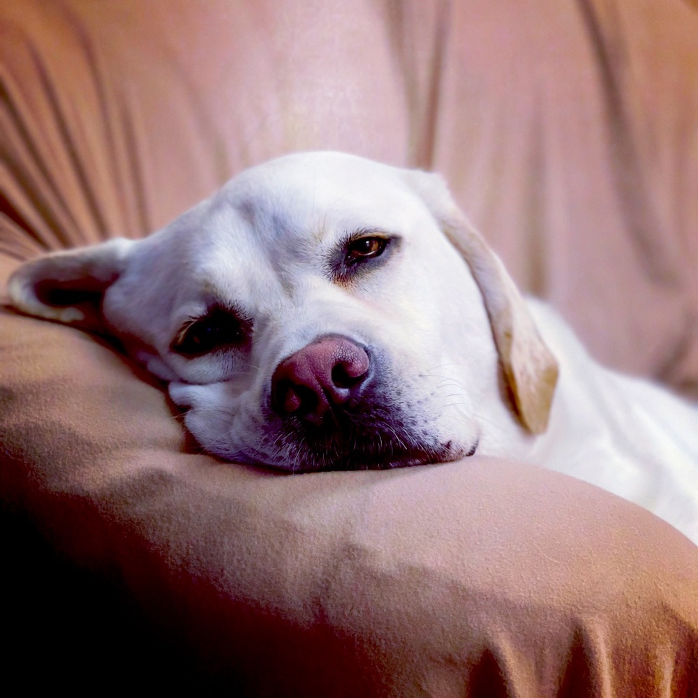 Meet your Posher, Joyce